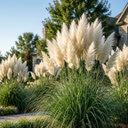 200 White Pampas Grass Seeds, High Germination Ornamental Grass for Planting, Robust Low Maintenance Tall Plumes for Sunlit Landscapes