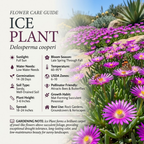 600 Pcs Ice Plant Seeds for Outdoors, Non-GMO Heirloom Flowers for Patios, Easy to Care Outdoor Yard Decor