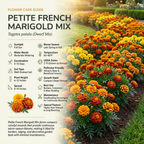 900 Pcs Petite Marigold Seeds, Non-GMO Heirloom Flowers for Patios, Vigorous Growth Delivering Spectacular Warm Color Mix