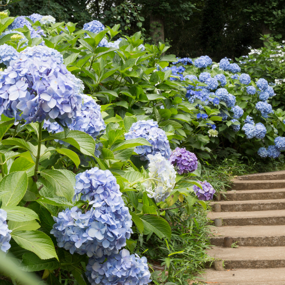 Nikko Blue Hydrangea Shrub Live Plant | Gallon Size Pot | Low Maintenance Flowering Deciduous Plant