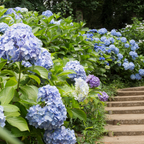 Nikko Blue Hydrangea Shrub Live Plant | Gallon Size Pot | Low Maintenance Flowering Deciduous Plant