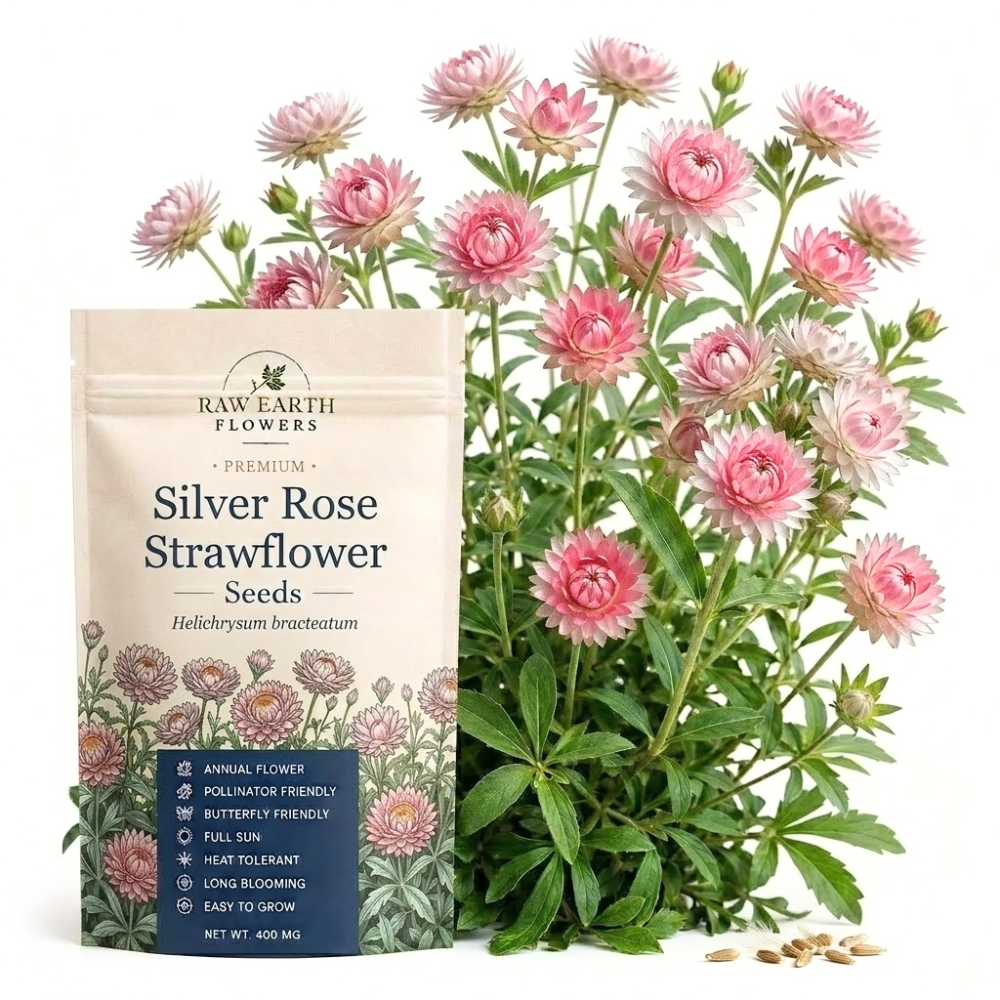 50 Pcs Silver Rose Strawflower Seeds for Planting Outdoors, Grow Robust, Easy to Care Papery Pink Blooms for Yard Borders