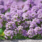 500 Pcs Creeping Thyme Seeds, Vigorous Heirloom Purple Floral Cover for Planting, Fast-Growing Perennial Plants for Bright Sunlit Yards