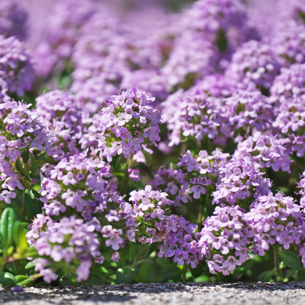 500 Pcs Creeping Thyme Seeds, Vigorous Heirloom Purple Floral Cover for Planting, Fast-Growing Perennial Plants for Bright Sunlit Yards