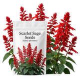 300 Pcs Scarlet Sage Perennial Seeds, Vigorous, Heat-Tolerant Plants, Grow Robust Red Tubular Blooms for Outdoor Landscapes