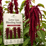 900 Pcs Love Lies Bleeding Amaranth Seeds for Planting, Robust Upright Stalks & Bright Drooping Red Flowers, Easy to Care Outdoor Yard Decor