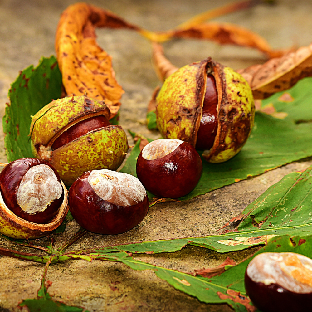 Chinese Chestnut Tree Live Plant, 3 Gallon Potted Edible Nut Tree Starter, High-Vigor Cold-Hardy Plant for Home Landscapes, Blight-Resistant Shade Tree for Backyard Orchards