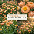 75 Pcs Apricot Peach Strawflower Seeds, Grow Robust Papery Blooms for Edging, Bouquets & Outdoor Landscapes