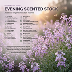 7500 Pcs Evening Stock Seeds, Non-GMO Heirloom Flowers for Balconies, Vigorous Growth Delivering Spectacular Sweet Fragrance