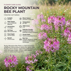 150 Pcs Rocky Mountain Bee Plant Seeds for Planting, Adaptable Heirloom Yielding Striking Purple Blooms, Easy to Care Outdoor Yard Decor