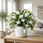 Orange Christmas Cactus Plant, 5-6 Inch Tall, Winter Blooming Succulent Starter for Home Décor, Low Maintenance Plant for Bright Indoor Spaces and Holiday Gifts
