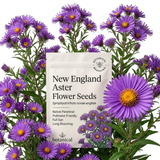 900 Pcs Aster Seeds Perennial for Planting, Non-GMO New England Aster Flowers, Lush Foliage & Bright Purple Flowers, Easy to Care Outdoor Yard Decor