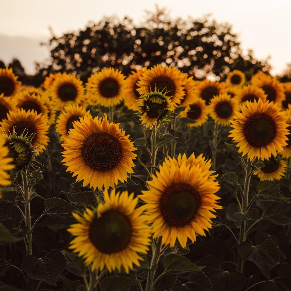 50 Pcs Autumn Beauty Sunflower Seeds, Heirloom Floral, Grow Robust Low Maintenance Tall Blooms, Easy to Care Outdoor Yard Border Decor
