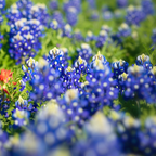 100 Pcs Texas Bluebonnet Seeds, Heirloom Lupinus Texensis for Planting, Fast-Growing Wildflowers for Bright Sunlit Gardens
