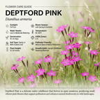 300 Pcs Deptford Pink Seeds for Outdoors, Adaptable Heirloom Dianthus Armeria Wildflower, Low Maintenance Meadow Displays