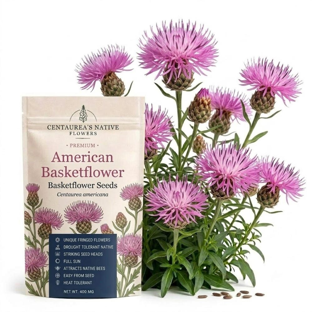 200 Basketflower Seeds for Planting Outdoors, Grow Robust, Easy to Care Fringed Pink Blooms for Sunlit Yard Borders