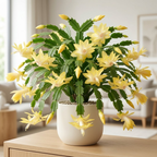 2 Red Christmas Cactus Live Plant, 5-6 Inch Tall, Easy to Care Indoor Winter Houseplant for Office Desk and Patio Decor, Vigorous Live Holiday Plant
