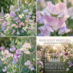 60 Pcs High Scent Sweet Pea Seeds for Planting, Non-GMO Heirloom Vines, Low Maintenance Climbing Décor, Easy to Care