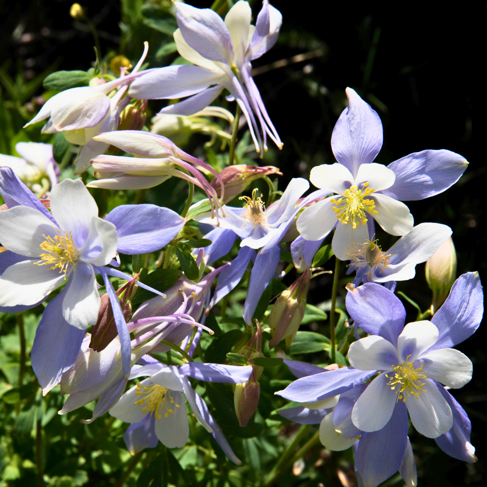 200 Pcs Blue Columbine Seeds Perennial, Heirloom Bi-Color Floral for Planting, Robust Fast-Growing Perennials for Partial Sun Gardens