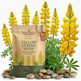 150 Pcs Yellow Lupine Seeds Perennial, Non-GMO Heirloom Flowers for Patios, Vigorous Growth, Low Maintenance Meadow Displays