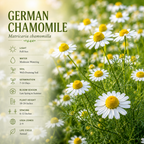 3 Packs German Chamomile Seeds for Planting (10500 Seeds), Stunning Aromatic Herb for Outdoor Gardens, Sturdy Growth with Striking Daisy-Like Blooms