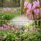 75 Pcs Midland Shooting Star Seeds, Non-GMO Heirloom Flowers for Shade, Vigorous Growth, Low Maintenance Displays