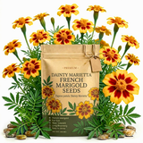 600 Pcs French Marigold Seeds, Non-GMO Heirloom Dainty Marietta Flowers for Patios, Vigorous Growth, Low Maintenance Border Displays