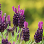 3 English Lavender Lavandula Angustifolia Plants, 3-Inch Pot, Compact Aromatic Perennial for Modern Landscape and Container Gardening