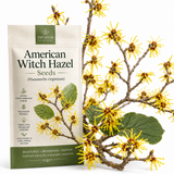 15 Pcs American Witch Hazel Seeds, Vigorous, Cold-Hardy Plants, Grow Robust Ribbon-Like Yellow Blooms for Edging & Outdoor Landscapes