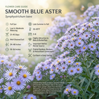 1500 Pcs Blue Aster Seeds for Planting, Stunning Cold-Hardy Non-GMO Floral Blooms for Outdoor Gardens, Sturdy Perennial Growth