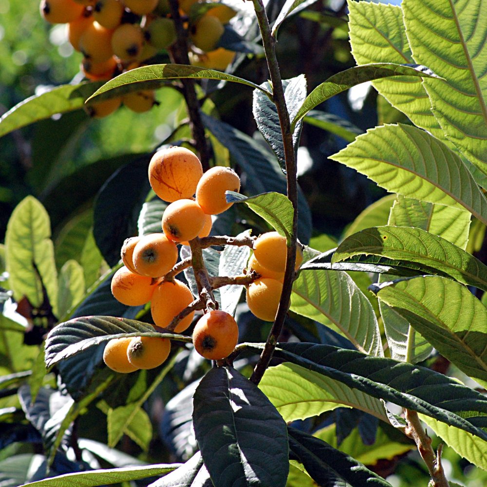 (No Ship to CA,HI,AK) Loquat Tree Live Plant, 3 Gallon Pot, Vigorous Evergreen Plant for Edible Landscapes, Sturdy Subtropical Shade Tree for Sweet Spring Fruits & Fragrant Winter Blossoms