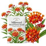 150 Pcs Milkweed Blood Flower Seeds, Non-GMO Heirloom Milkweed for Patios, Vigorous Growth, Low Maintenance Floral Displays