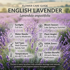 3 Pack English Lavender Seeds (600 Seeds), Stunning Cold-Hardy Aromatic Herb for Outdoor Gardens, Sturdy Growth with Striking Purple Blooms