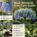 2 Blue Wisteria Plant Live, 2.5 Inch Pot Size, Well-Rooted Flowering Plant, Low Maintenance Ornamental Vine for Sunny Outdoor Spots