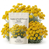 300 Pcs Basket of Gold Alyssum Flower Seeds, Cold-Hardy Perennial Plants, Grow Robust Golden Yellow Blooms for Ground Cover