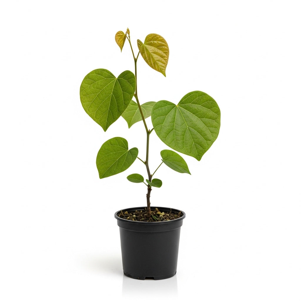 Live Eastern Redbud Tree for Planting, 12-18 Inch Tall in Quart Pot, Beautiful Ornamental Redbud for Home, Garden, Yard & Outdoor Landscaping, Low-Maintenance, Easy-Grow Starter Plant
