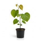 Live Eastern Redbud Tree for Planting, 12-18 Inch Tall in Quart Pot, Beautiful Ornamental Redbud for Home, Garden, Yard & Outdoor Landscaping, Low-Maintenance, Easy-Grow Starter Plant