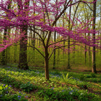 Live Eastern Redbud Tree for Planting, 12-18 Inch Tall in Quart Pot, Beautiful Ornamental Redbud for Home, Garden, Yard & Outdoor Landscaping, Low-Maintenance, Easy-Grow Starter Plant