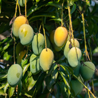 (No Ship to CA, HI, AK) Live Keo Savoy Mango Tree 2.5–3 Ft | Sweet Tropical Mango | Fruit Tree for Yard & Patio