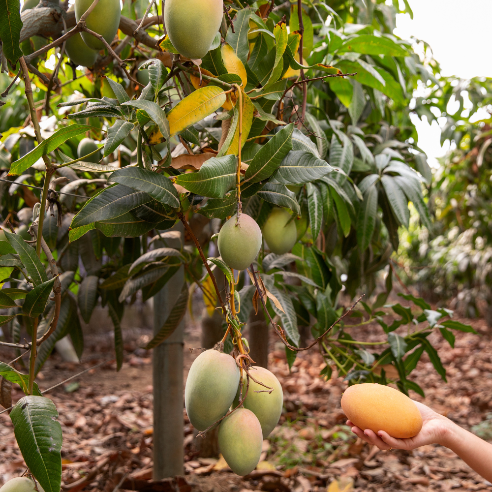 (No Ship to CA, HI, AK) Live Keo Savoy Mango Tree 2.5–3 Ft | Sweet Tropical Mango | Fruit Tree for Yard & Patio