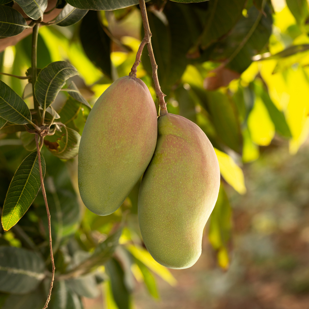 (No Ship to CA, HI, AK) Live Keo Savoy Mango Tree 2.5–3 Ft | Sweet Tropical Mango | Fruit Tree for Yard & Patio