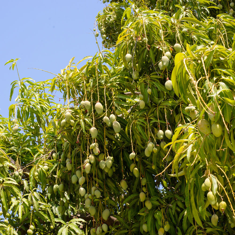 (No Ship to CA, HI, AK) Live Keo Savoy Mango Tree 2.5–3 Ft | Sweet Tropical Mango | Fruit Tree for Yard & Patio