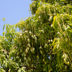(No Ship to CA, HI, AK) Live Keo Savoy Mango Tree 2.5–3 Ft | Sweet Tropical Mango | Fruit Tree for Yard & Patio