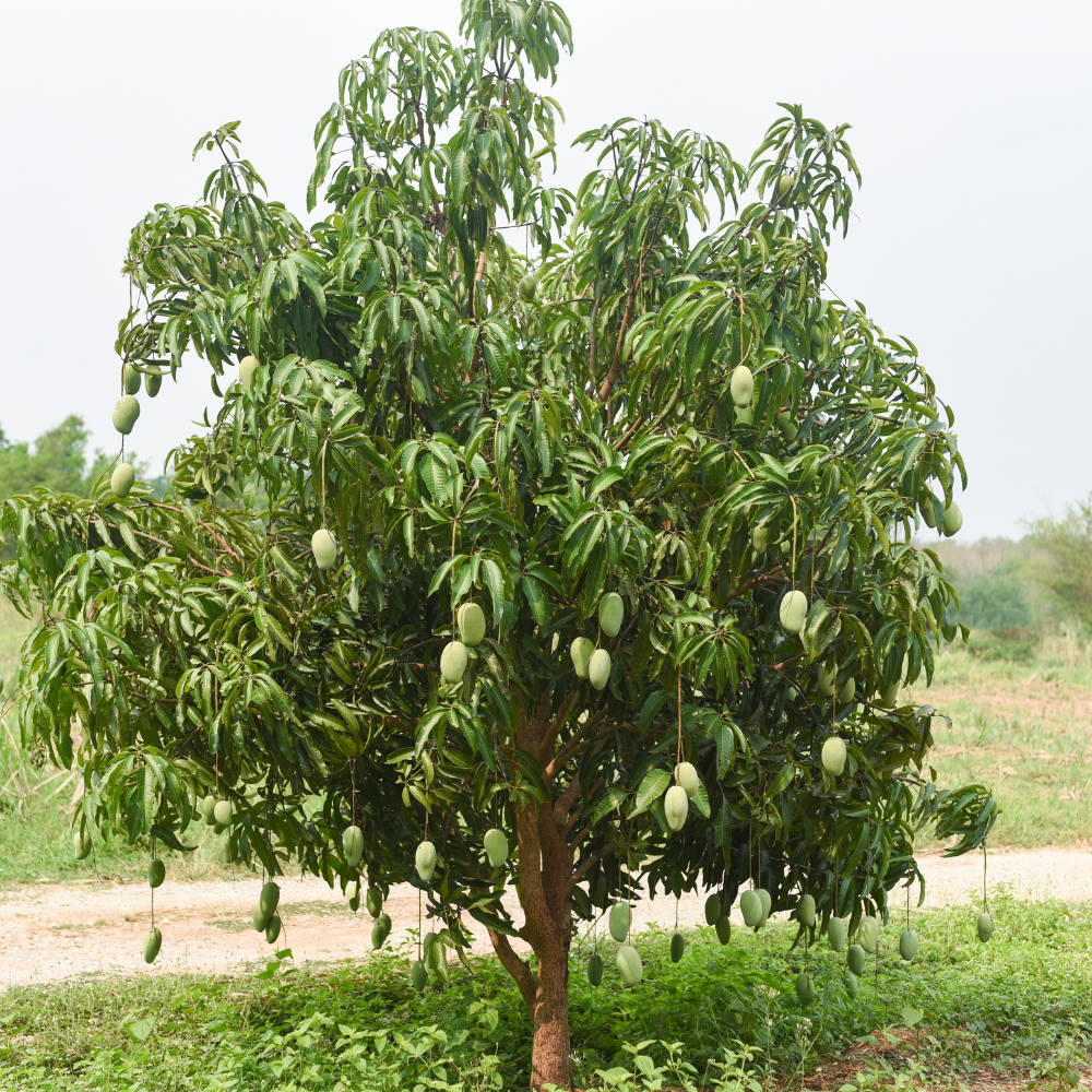(No Ship to CA, HI, AK) Live Keo Savoy Mango Tree 2.5–3 Ft | Sweet Tropical Mango | Fruit Tree for Yard & Patio