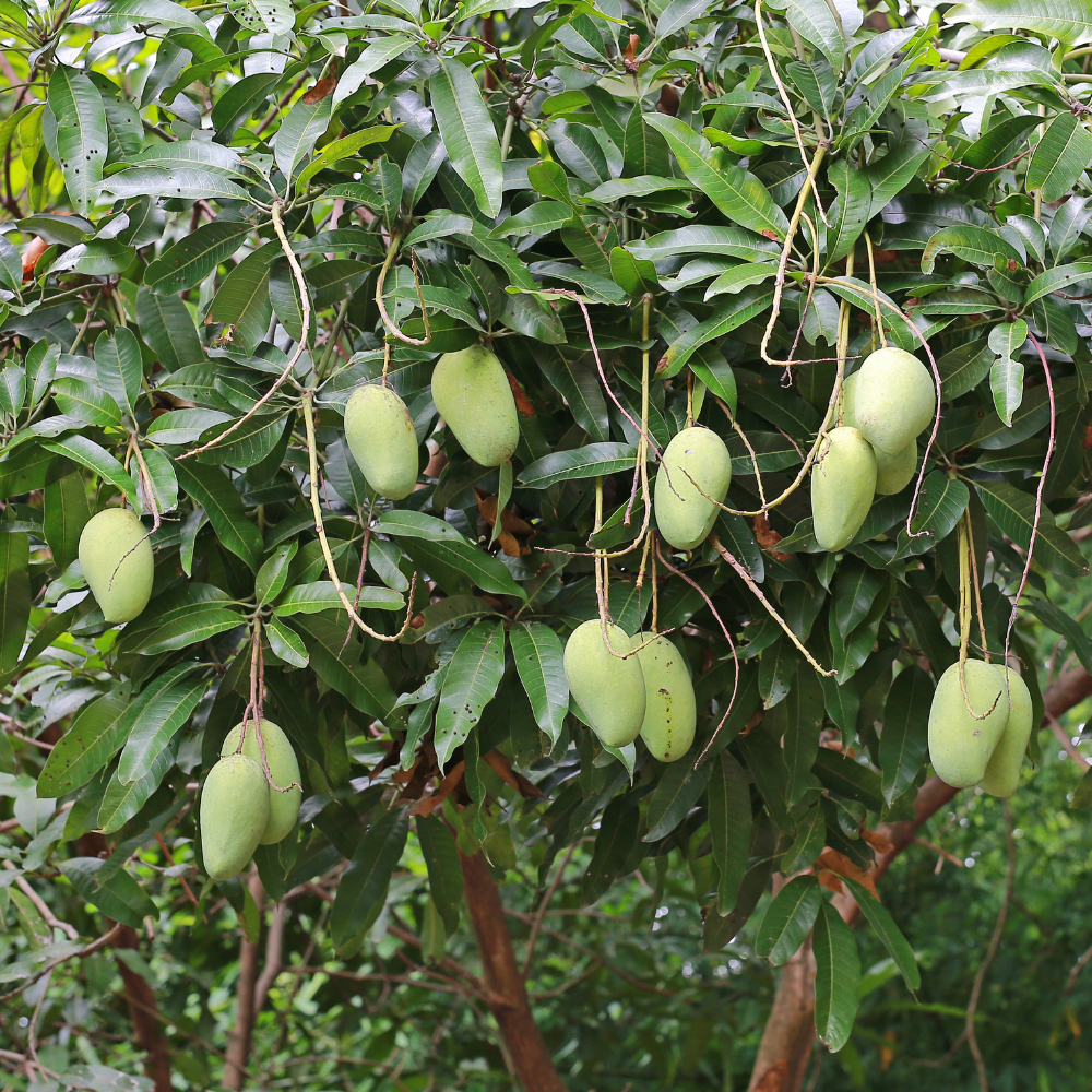 (No Ship to CA, HI, AK) Live Keo Savoy Mango Tree 2.5–3 Ft | Sweet Tropical Mango | Fruit Tree for Yard & Patio