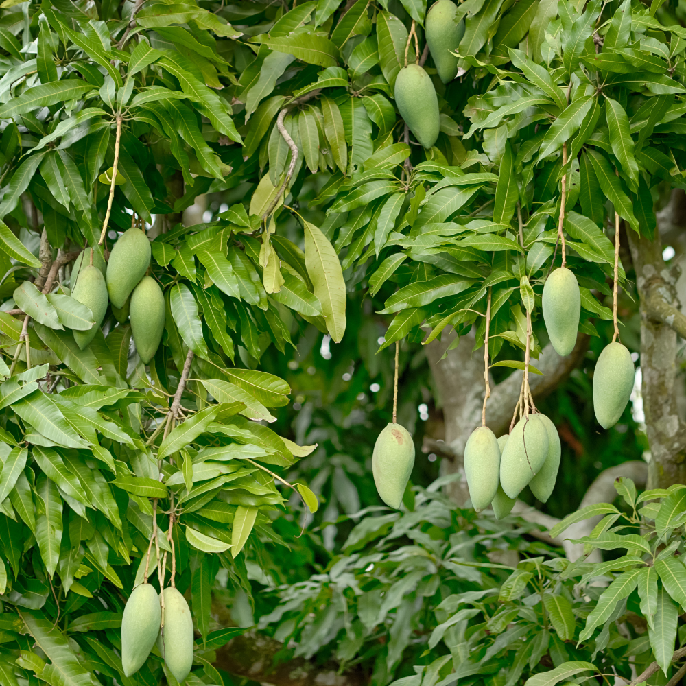 (No Ship to CA, HI, AK) Live Keo Savoy Mango Tree 2.5–3 Ft | Sweet Tropical Mango | Fruit Tree for Yard & Patio