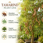 Sweet Tamarind Live Plant, 1 Gallon Pot, 1 Feet Tall, Potted Tropical Fruit Tree Starter for Backyard and Large Containers (No Ship to CA, HI, AK)