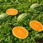 30 Orange Tendersweet Watermelon Seeds, Easy to Grow, Heat Tolerant, Fast Growing Fruit Seeds for Garden Beds