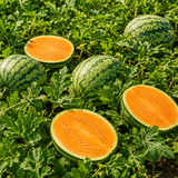 30 Orange Tendersweet Watermelon Seeds, Easy to Grow, Heat Tolerant, Fast Growing Fruit Seeds for Garden Beds