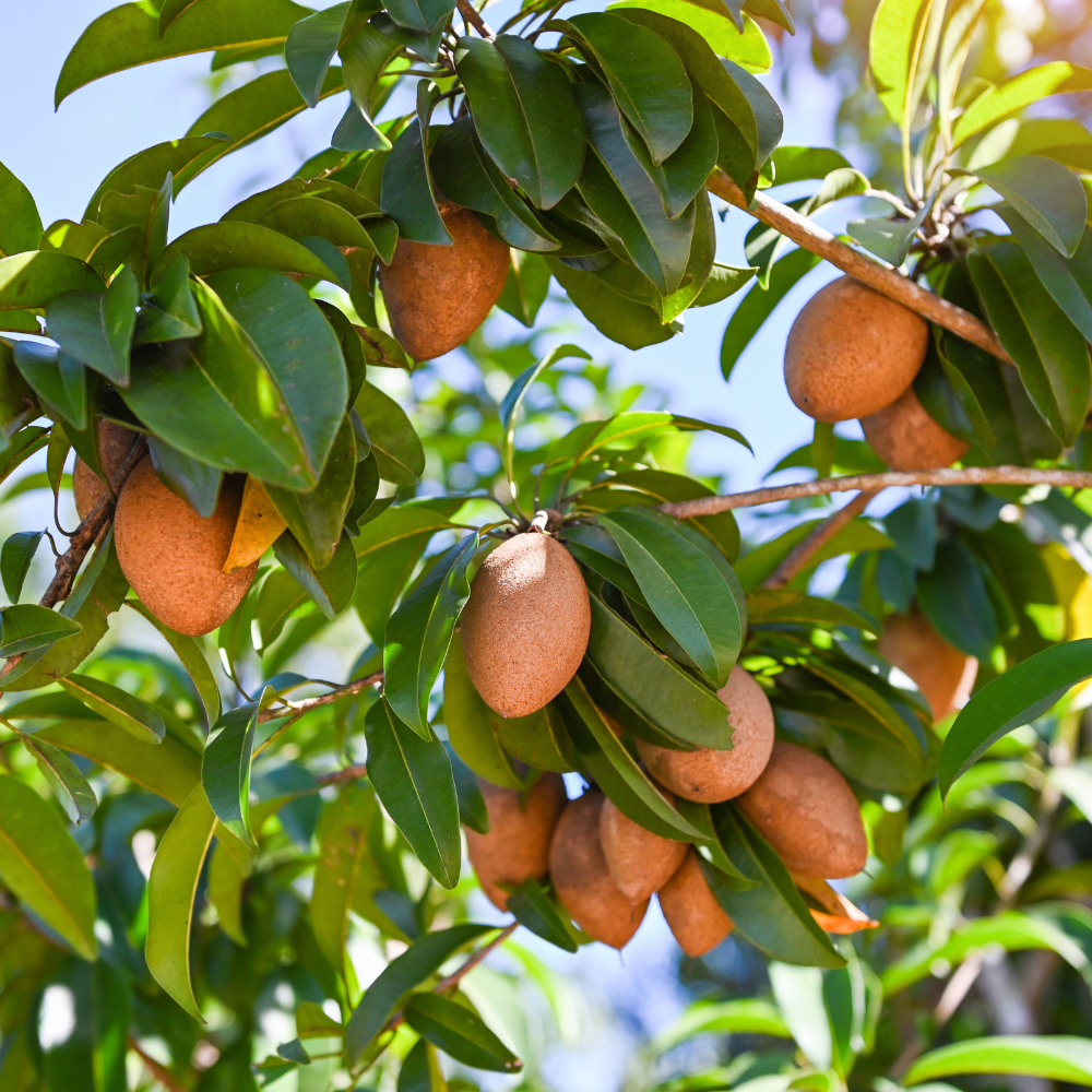 (No Ship to CA,HI,AK) Sapodilla Live Fruit Tree | Anola Sapodilla Fruit Seedling | 30-36 Inches Tall in 3 Gallons Pot | Tropical Fruit Plan for Planting Outdoor